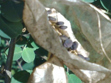 Un baccello strano - Colutea arborescens